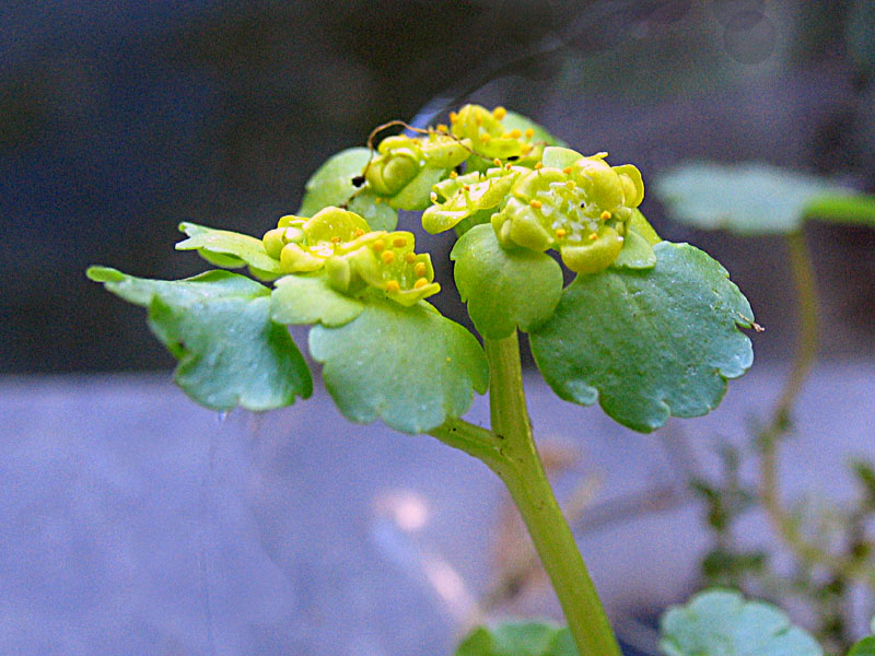 Chrysoplenium alternifolium L. / Erba-milza comune